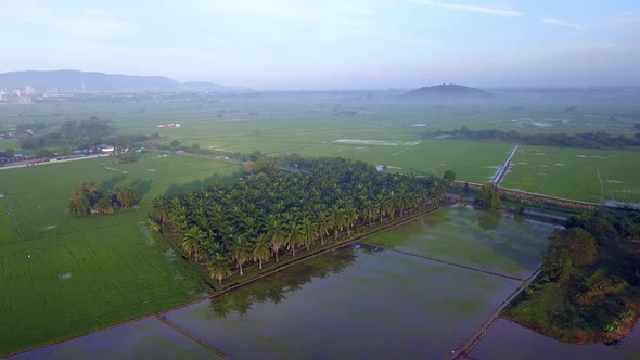 Aerial tracking oil palm estate in the paddy field