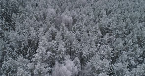Winter Landscape with Forest