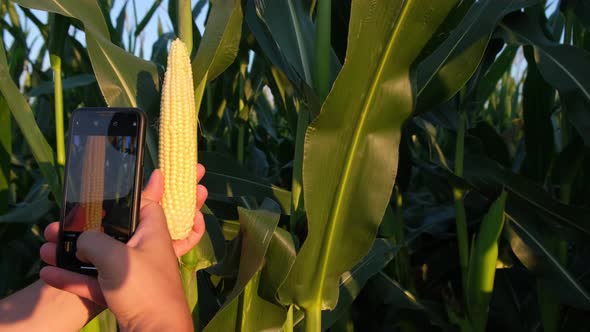 A Young Agronomist Inspects the Corn Crop Against the Backdrop of a Corn Field