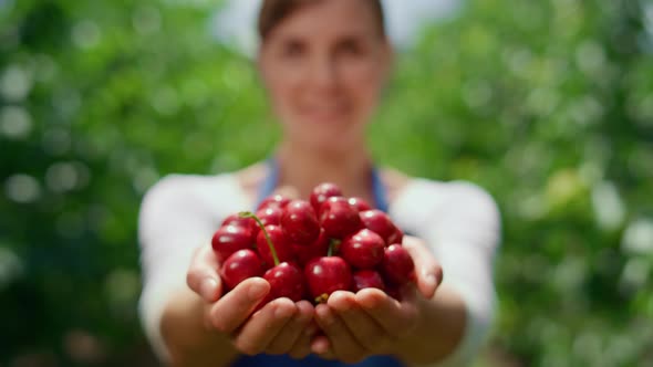 Farmer Show Cherry Crop in Garden