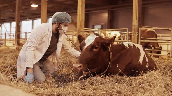 Doctor Using Stethoscope on Cow