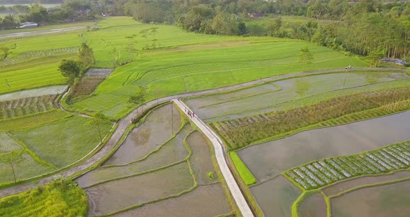 Aerial view of terraced rice fields with a small road in the middle passed by a group of children in