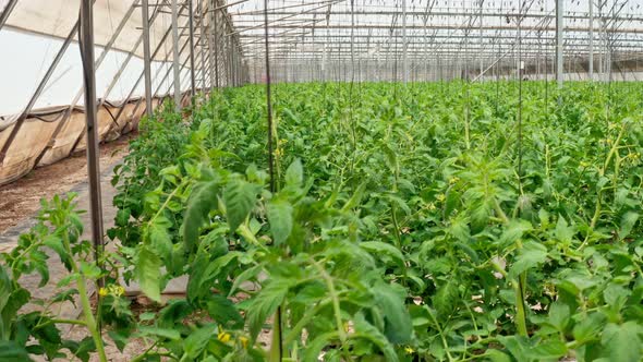 Rows of plants growing inside a large greenhouse