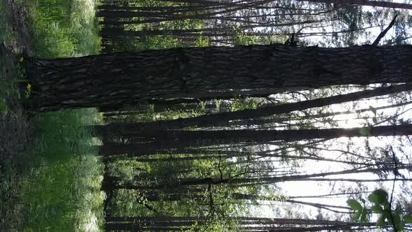 Vertical Video of a Forest with Pine Trees