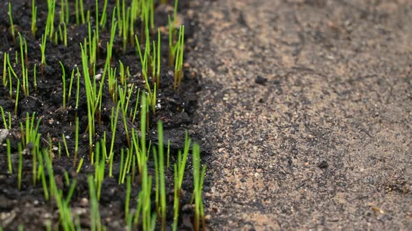 Contrast difference conept, half growing plants green grass, half poor desert ground 