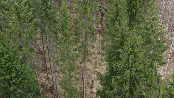 Flight Above Spruce Forest