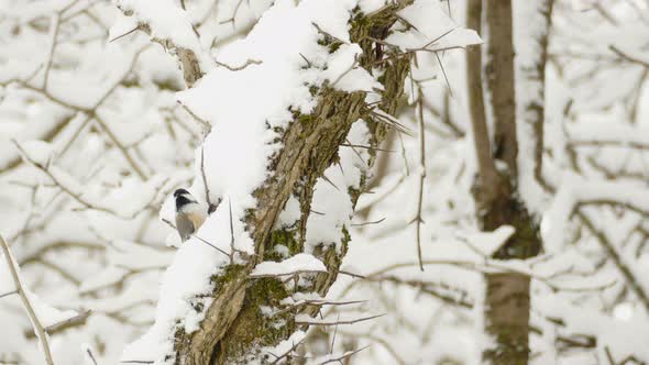 Black-capped Chickadee Pecking On Snowy Wood Of A Tree - wide shot, static