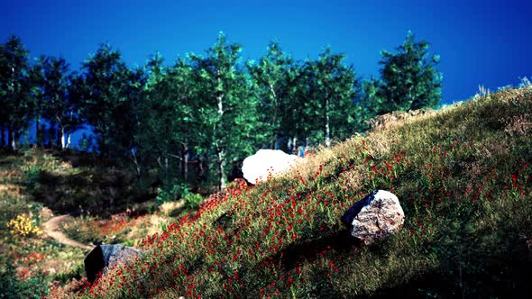 Idyllic Landscape in the Alps with Fresh Green Meadows and Blooming Flowers