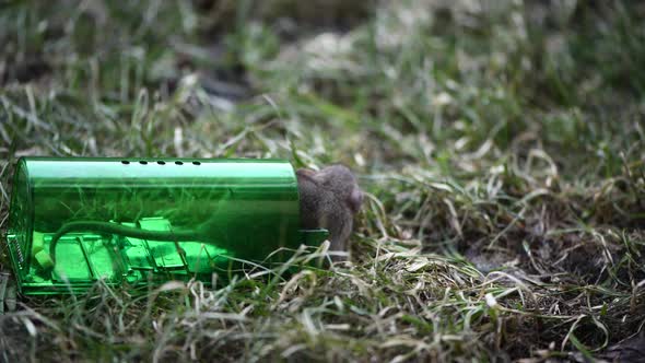 Big Gray Mouse or Small Rat Caught in Green Plastic Humane Mouse Trap Release to Fresh Grass in Park