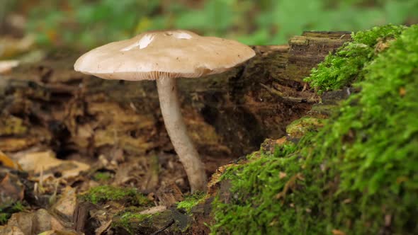 Mushroom growing on a tree trunk covered by moss in the autumn forest.