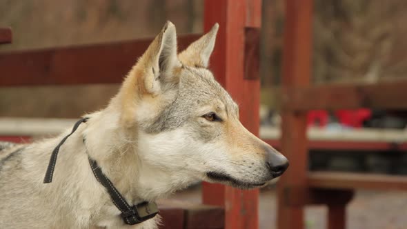 Wolf Closeup, Majestic pet dog domesticated Animal with collar looking cute, purebred beautiful mamm