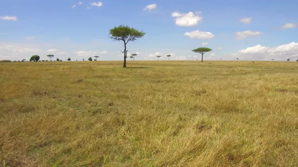 Acacia Trees in Savannah at Africa