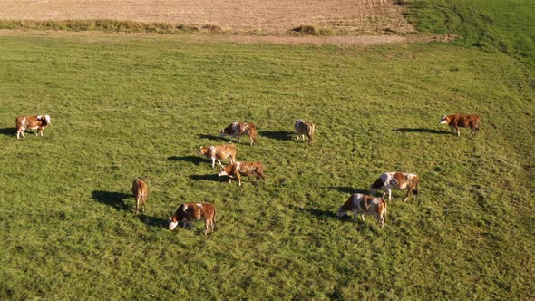 Catlle herd grazing on mountain pasture, aerial footage, rural scene, 4k UHD, steady shot, high angl