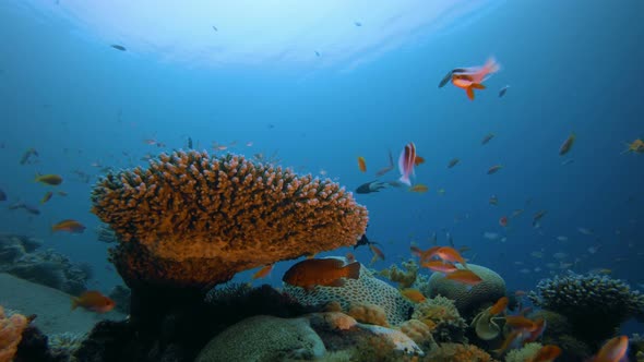 Colorful Tropical Reef Scene