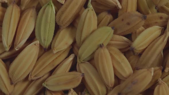 Seeds Rice Rotating