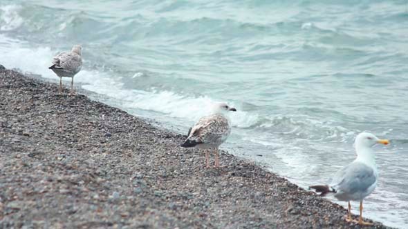 Gulls on the Beach 4 alt