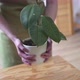Uniformed Worker Puts a House Plant on the Table Closeup - VideoHive Item for Sale