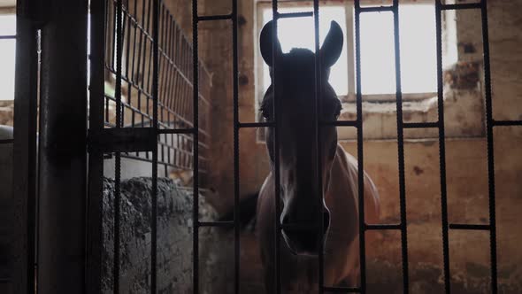 A horse stands in a horsepox behind a metal bars