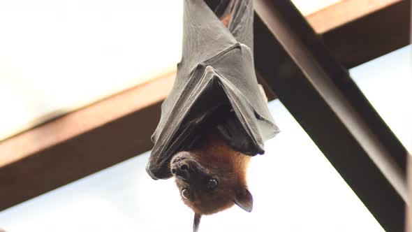 Bat Indian Flying Fox