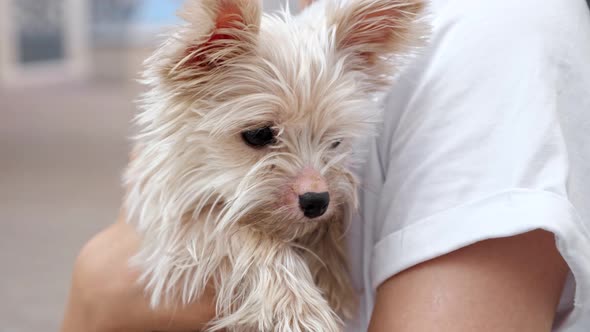 Teenage Girl in White Tshirt Holds Small Funny Dog in Arms