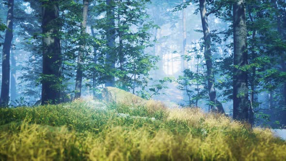 Green Grass in the Forest at Sunny Summer Morning