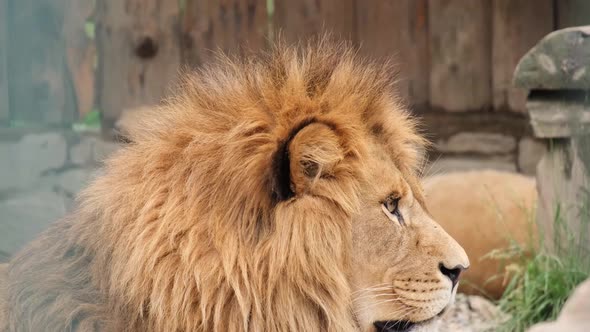 Beautiful Lion  the King of Animals Lies in a Cage of the Zoo