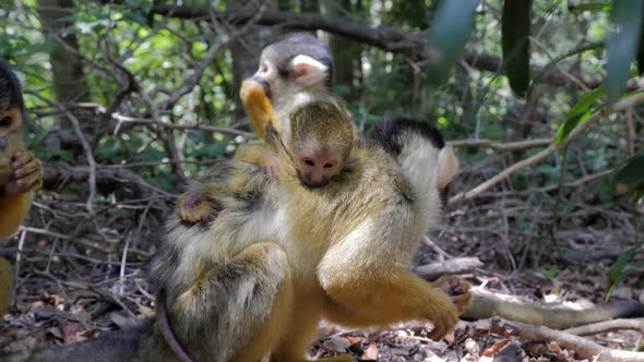 Squirrel Monkey in jungle playing grooming and eating_mother and baby