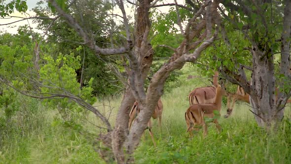 Herd of Antelopes running in a small forest area on the savanna. Botswana, Africa. Safari. Slow mot