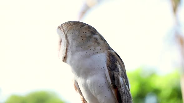 Brown and White Owl Looking Around // Slow Motion Static Shot