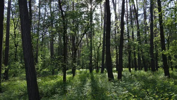 Wild Forest Landscape on a Summer Day