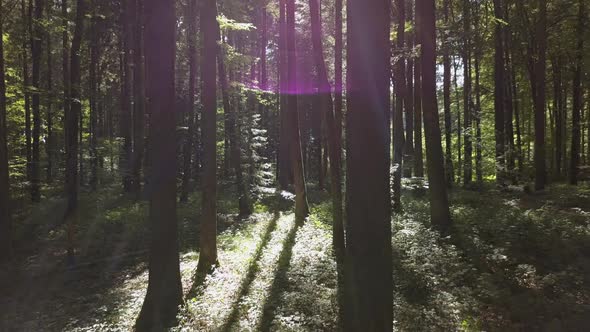 Flying Trough Green Forest Trees in the Woods