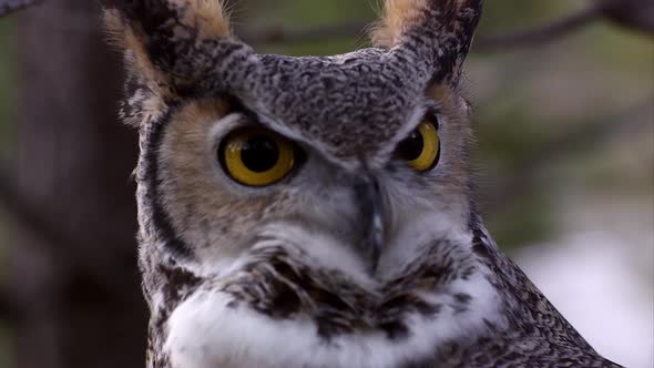 Close shot of great horned owls head swiveling and hooting.