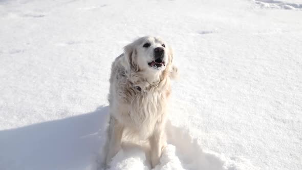 Golden Retriever Barks Loudly in the Winter Snow