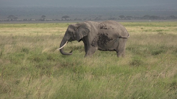 Safari in Kenya and Tanzania. Elephants in an African savanna.