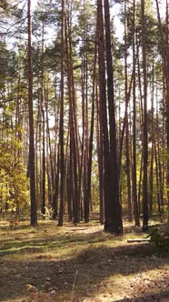 Vertical Video Trees in the Autumn Forest in the Afternoon