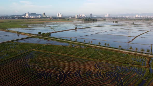 Aerial view cultivation and water paddy fiend