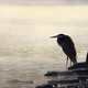 Great Blue Heron in the Morning Mist (Medium) - VideoHive Item for Sale
