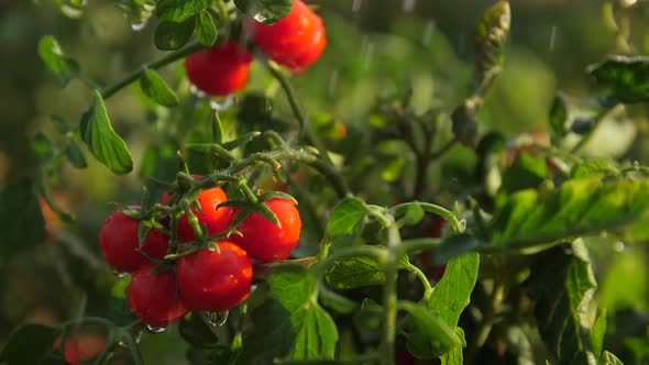 Red Cherry Tomatoes In the Rain