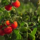 Red Cherry Tomatoes In the Rain - VideoHive Item for Sale