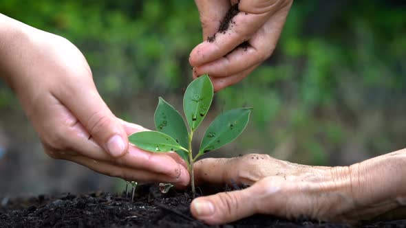 People Hands Take Care of Young Plant Tree Sprout