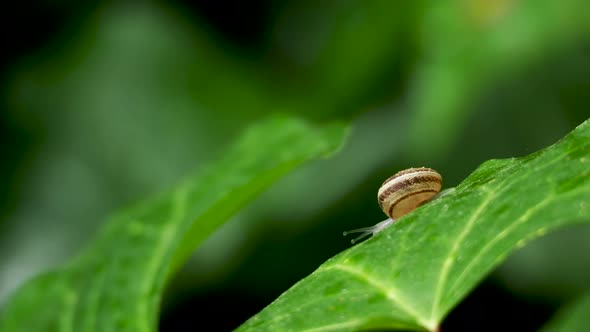 Snail Slowly Crawling on a Wet Green Leaf. Natural Background with Moving Insect.