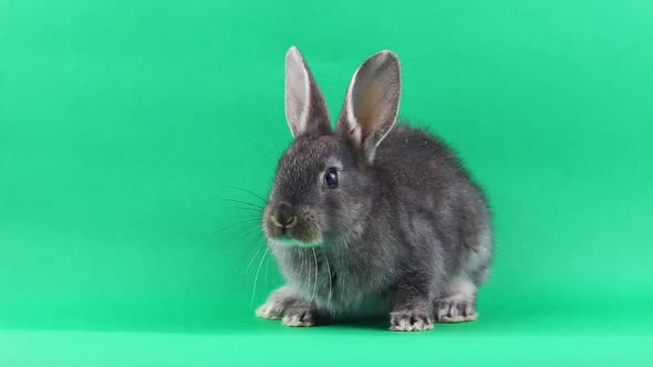 Little Gray Fluffy Rabbit Sits on a Green Chromakey Background