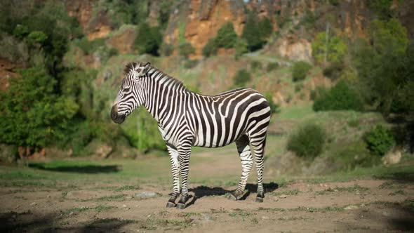 Zebra in the Safari