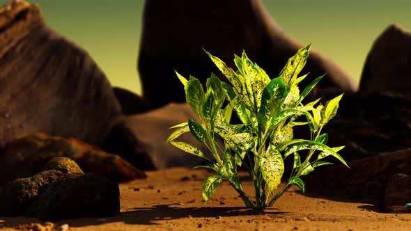 Green Plant at Sand Beach