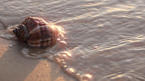 Seashell On The Beach Close-Up