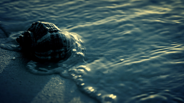 Night Seashell On The Beach Close-up