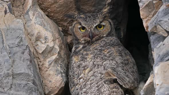 Great Horned Owl protecting her babies in rock wall nest