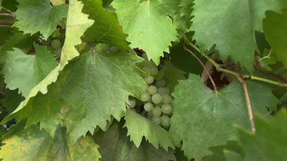 Kishmish Grapes Grapes with Green Leaves