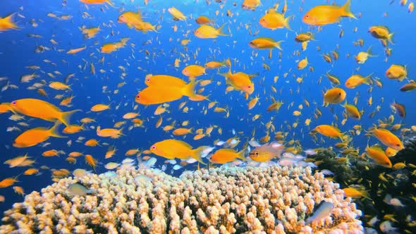 Underwater Colourful Orange Fish
