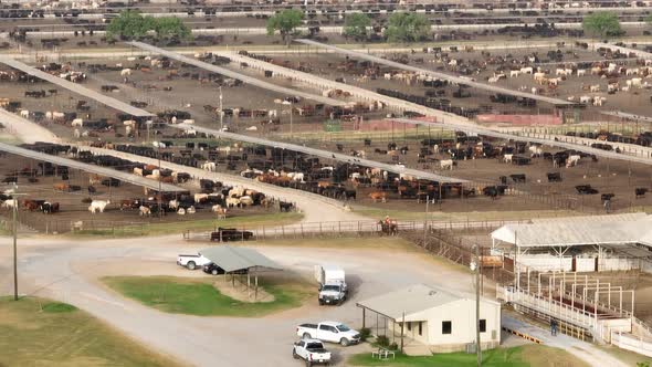 Trucks and cowboy riding on horseback round up cattle at feedlot. Aerial view in USA.